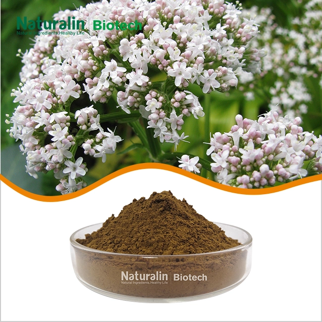 Valeriana Officinalis Extract Powder Valeriana Officinalis Extract Powder